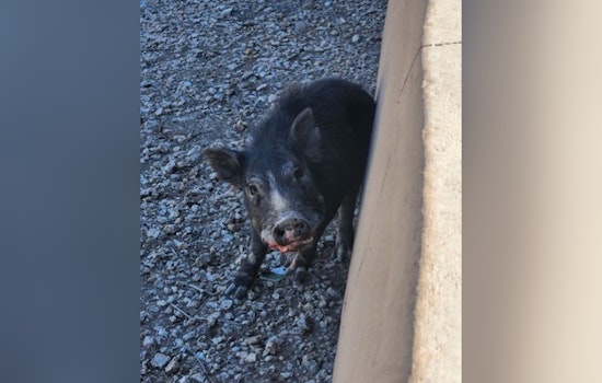 Baby Javelina Brings I-10 to a Crawl Before Goodyear Troopers Step In
