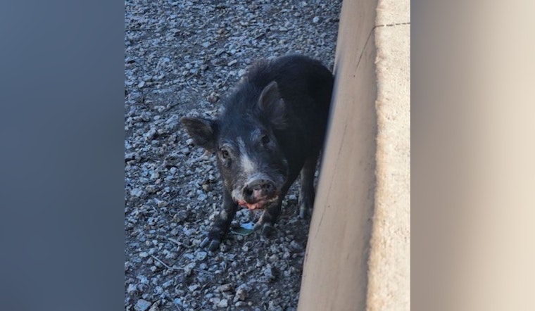 Baby Javelina Brings I-10 to a Crawl Before Goodyear Troopers Step In
