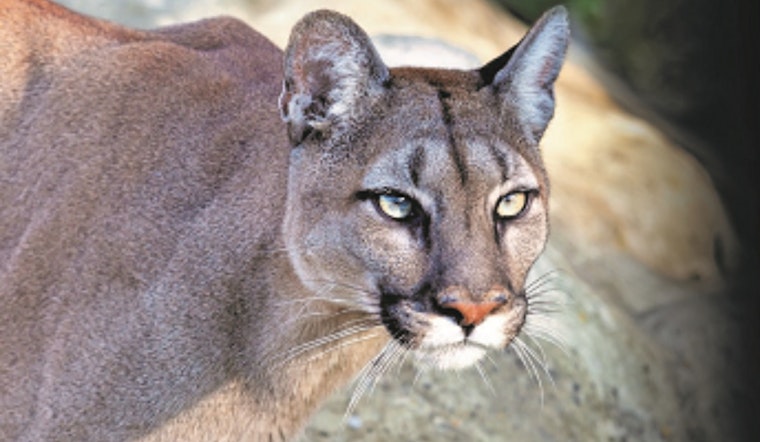 Backyard Cougar Standoff Rattles Fallbrook Block