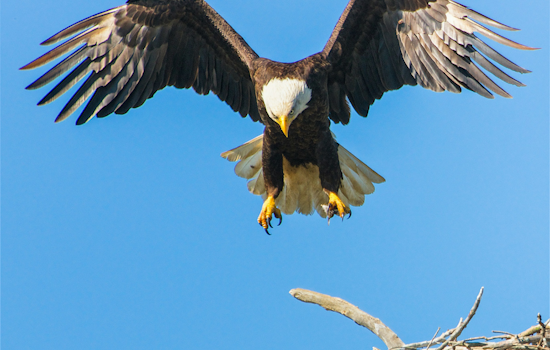 Bald Eagle Named Armstrong Succumbs to Lead Poisoning at Michigan Rehab Center
