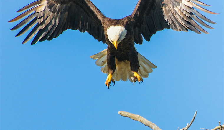Bald Eagle Named Armstrong Succumbs to Lead Poisoning at Michigan Rehab Center