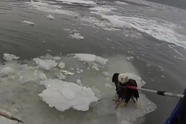 Bald Eagle Plucked From Icy Hudson In Dramatic NYPD Rescue Near GWB
