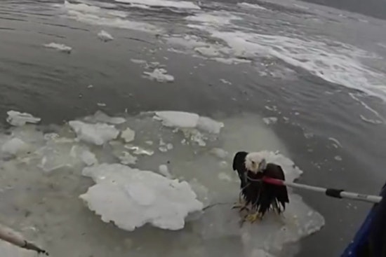 Bald Eagle Plucked From Icy Hudson In Dramatic NYPD Rescue Near GWB