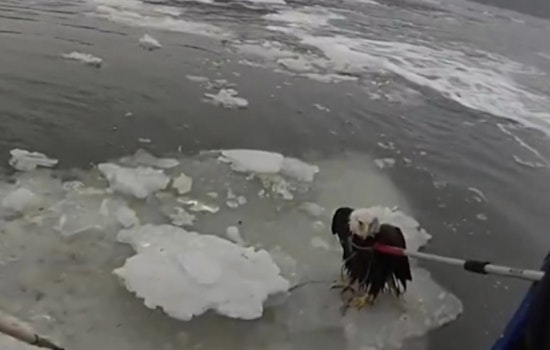 Bald Eagle Plucked From Icy Hudson In Dramatic NYPD Rescue Near GWB