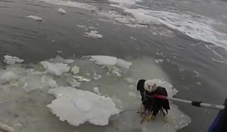 Bald Eagle Plucked From Icy Hudson In Dramatic NYPD Rescue Near GWB