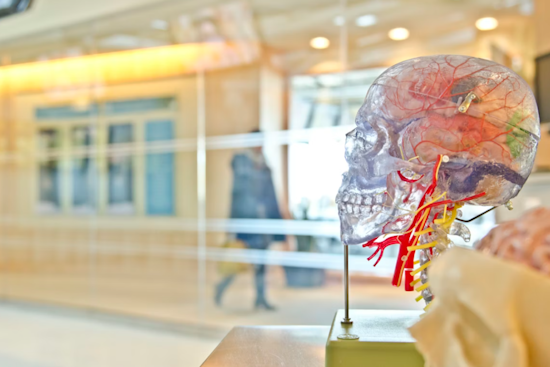 Baltimore Brain Bet: Hopkins Spinout Snags $20M For Skull Implant Play