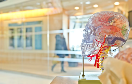 Baltimore Brain Bet: Hopkins Spinout Snags $20M For Skull Implant Play