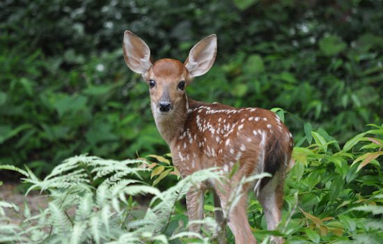 Baltimore City Enlists USDA Sharpshooters to Cull Deer Population in Local Parks