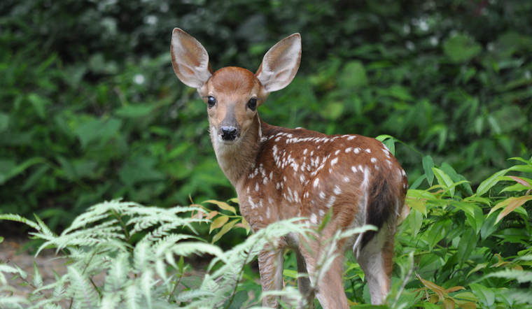 Baltimore City Enlists USDA Sharpshooters to Cull Deer Population in Local Parks