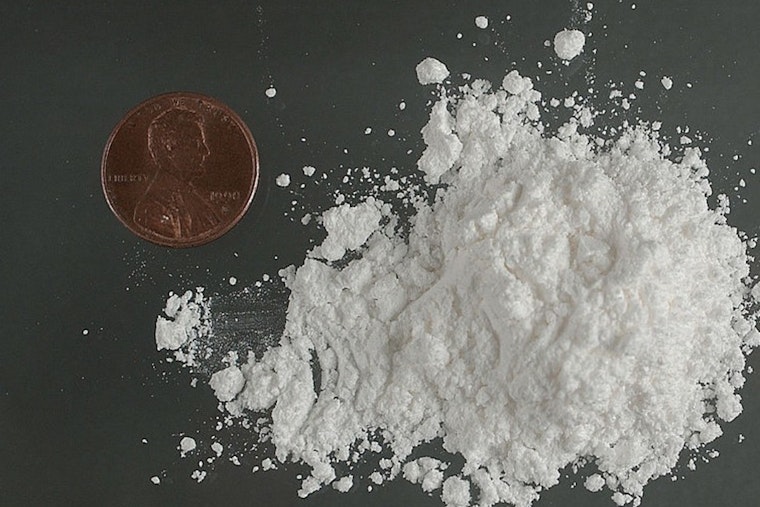 B.C. Husky Nearly ODs After Snatching Coke-Laced Napkin On Walk