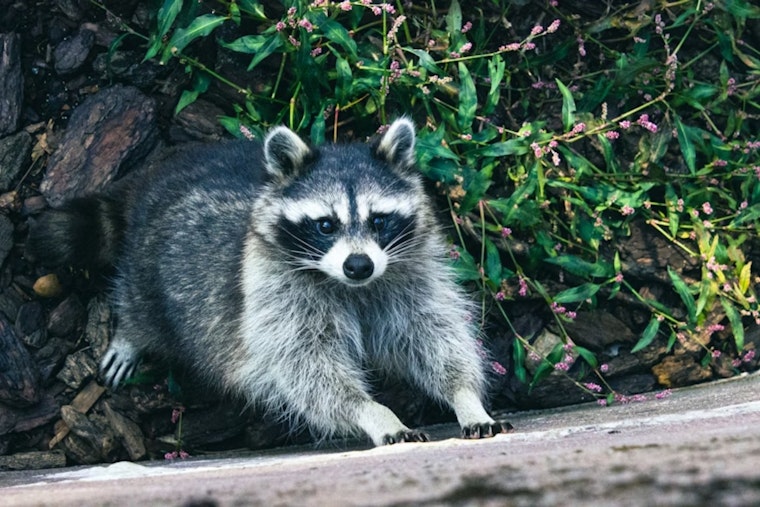 Berkeley Raccoon ‘Rescue’ Turns Into Roof Ripoff Of 89-Year-Old Resident