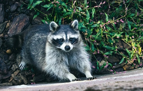 Berkeley Raccoon ‘Rescue’ Turns Into Roof Ripoff Of 89-Year-Old Resident