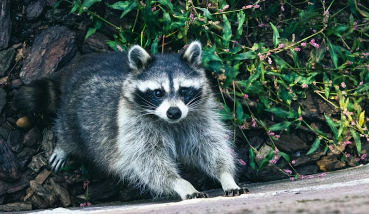 Berkeley Raccoon ‘Rescue’ Turns Into Roof Ripoff Of 89-Year-Old Resident