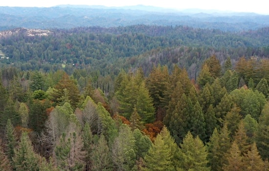 Big Basin Snaps Up 153 Acres, Turning Former Junkyard Into New Gateway