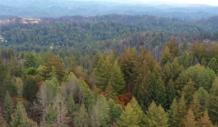 Big Basin Snaps Up 153 Acres, Turning Former Junkyard Into New Gateway