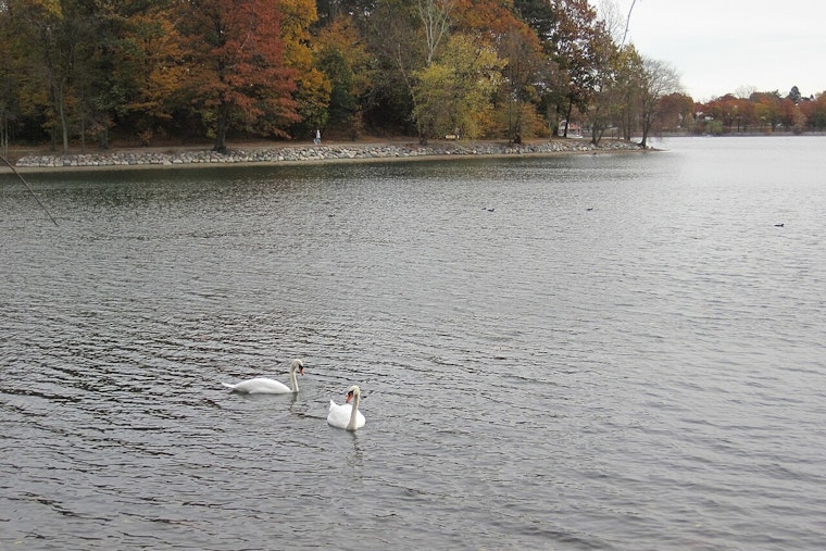 Bird Flu Hits Boston’s Emerald Necklace, Parkgoers Told To Back Off Birds