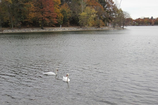 Bird Flu Hits Boston’s Emerald Necklace, Parkgoers Told To Back Off Birds
