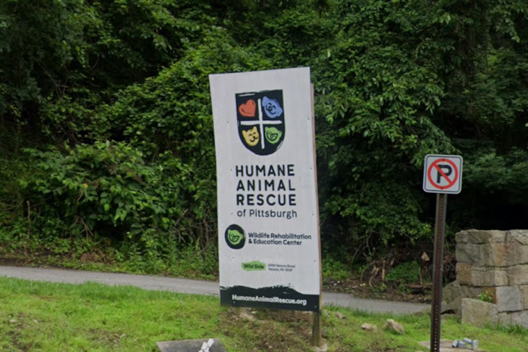 Bird Flu Jitters Hit Pittsburgh Wildlife Center, Waterfowl Get Turned Away