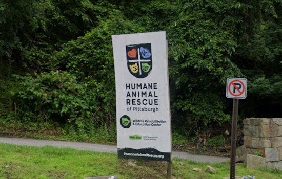Bird Flu Jitters Hit Pittsburgh Wildlife Center, Waterfowl Get Turned Away