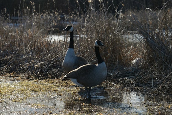Bird Flu Outbreak Suspected Among Canadian Geese at Alcyon Lake in Gloucester County, New Jersey