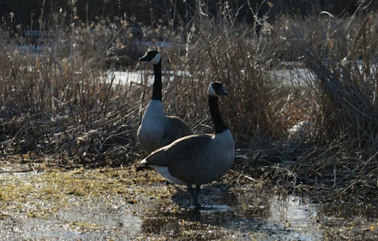 Bird Flu Outbreak Suspected Among Canadian Geese at Alcyon Lake in Gloucester County, New Jersey