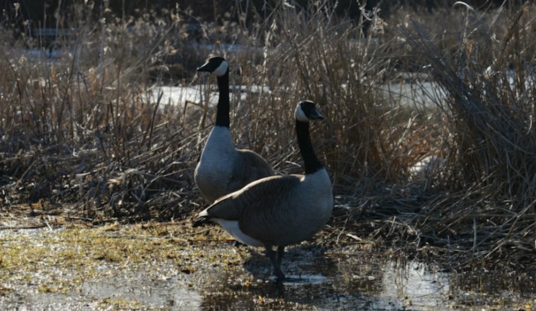 Bird Flu Outbreak Suspected Among Canadian Geese at Alcyon Lake in Gloucester County, New Jersey