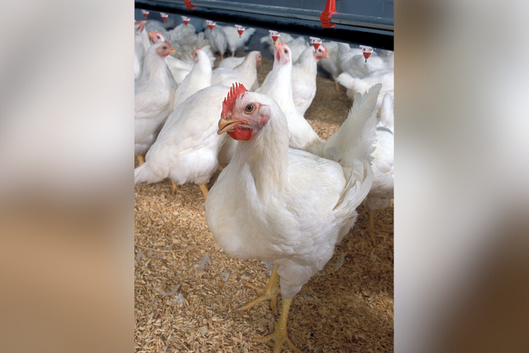 Bird Flu Scare Shuts Down Wicomico Broiler Farm On The Shore