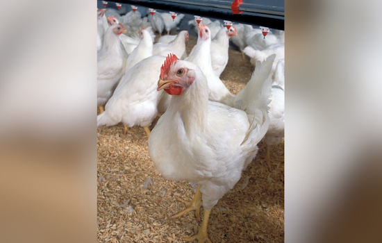 Bird Flu Scare Shuts Down Wicomico Broiler Farm On The Shore
