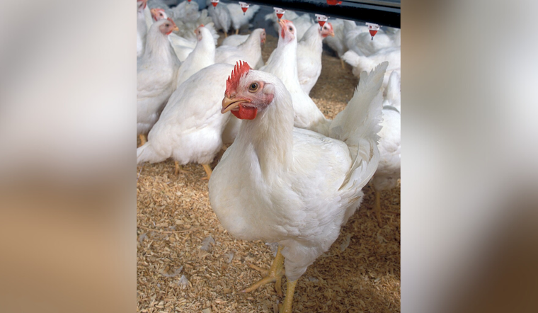 Bird Flu Scare Shuts Down Wicomico Broiler Farm On The Shore