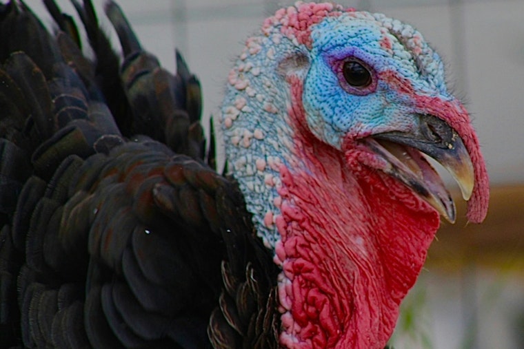 Bird Flu Slams Boone County Turkey Farm Near Indy, Nearly 19,000 Birds Hit