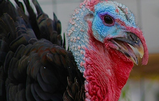 Bird Flu Slams Boone County Turkey Farm Near Indy, Nearly 19,000 Birds Hit