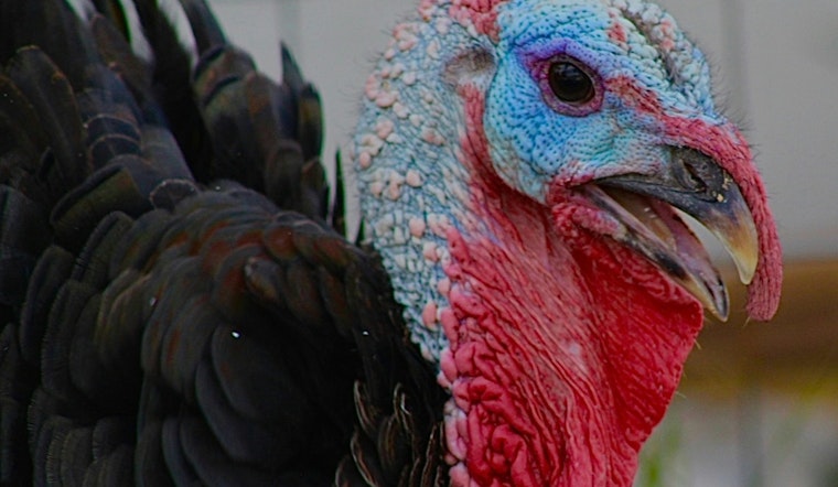 Bird Flu Slams Boone County Turkey Farm Near Indy, Nearly 19,000 Birds Hit