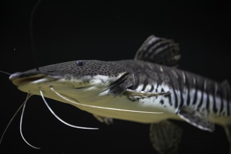 Black Lake's Sturgeon Season Ends in Just 48 Minutes, Michigan Angler Crowned "Sturgeon King" with 79-Pound Catch