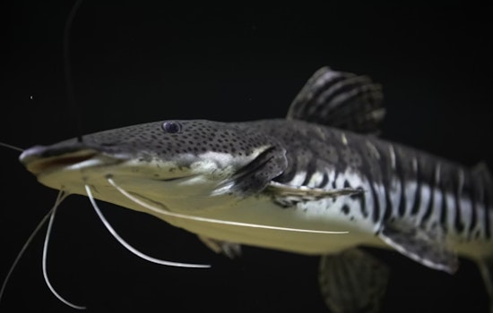 Black Lake's Sturgeon Season Ends in Just 48 Minutes, Michigan Angler Crowned "Sturgeon King" with 79-Pound Catch