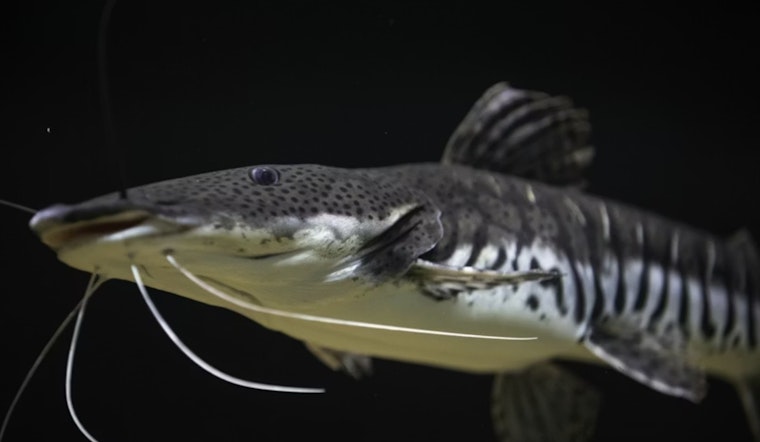 Black Lake's Sturgeon Season Ends in Just 48 Minutes, Michigan Angler Crowned "Sturgeon King" with 79-Pound Catch
