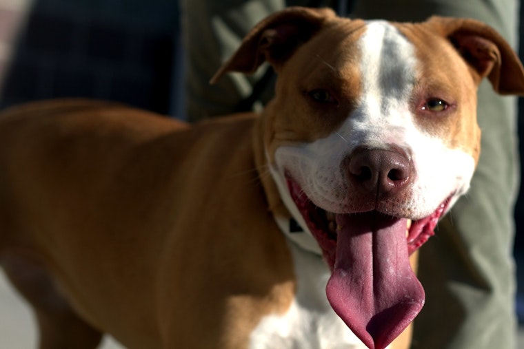 Blood in the Motel 6 Parking Lot as OKC Couple Mauled by Rampaging Pit Bulls