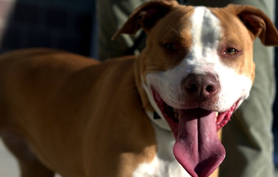 Blood in the Motel 6 Parking Lot as OKC Couple Mauled by Rampaging Pit Bulls