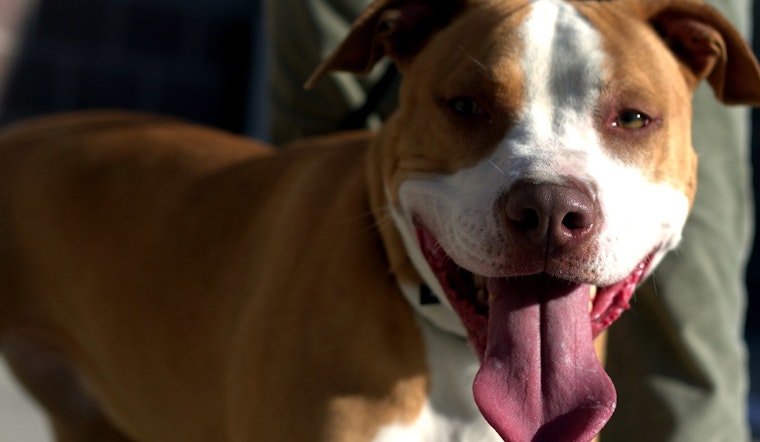 Blood in the Motel 6 Parking Lot as OKC Couple Mauled by Rampaging Pit Bulls