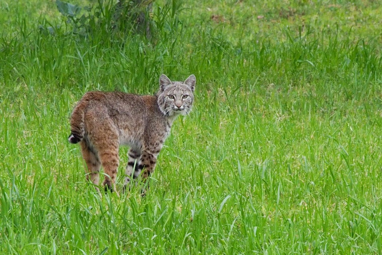 Bobcat Bonanza, Indiana Trappers Slam Into 250-Animal Cap Weeks Early
