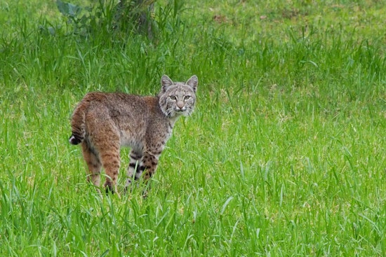 Bobcat Bonanza, Indiana Trappers Slam Into 250-Animal Cap Weeks Early