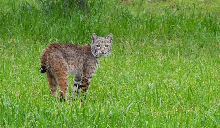 Bobcat Bonanza, Indiana Trappers Slam Into 250-Animal Cap Weeks Early