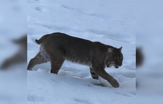Bobcat On The Block: Dedham Neighbors Alerted After Route 109 Sighting