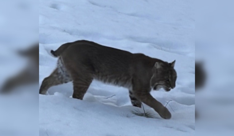 Bobcat On The Block: Dedham Neighbors Alerted After Route 109 Sighting