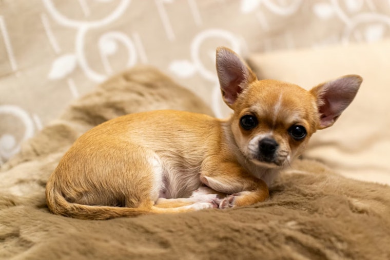 Bronx Chihuahua Chaos Has Fordham Tenants At Their Wits' End