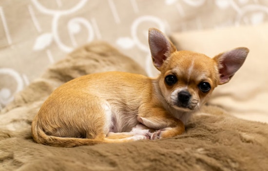 Bronx Chihuahua Chaos Has Fordham Tenants At Their Wits' End