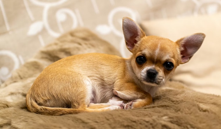 Bronx Chihuahua Chaos Has Fordham Tenants At Their Wits' End