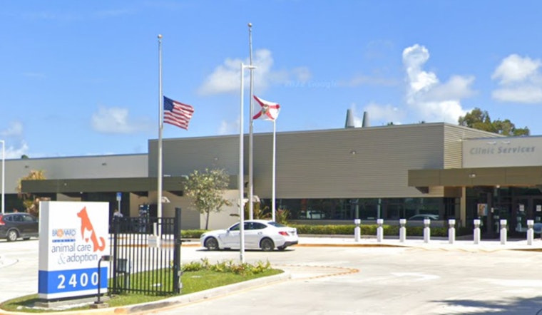 Broward County Animal Care Offers Fee-Waived Dog and Cat Adoptions for Valentine's Day
