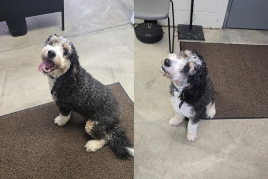 Brunswick Police and Community Efforts Reunite Lost Dog with Owner in Ohio