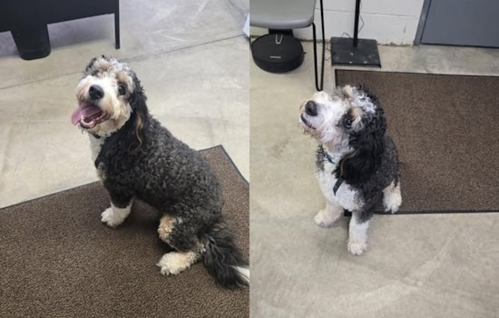 Brunswick Police and Community Efforts Reunite Lost Dog with Owner in Ohio