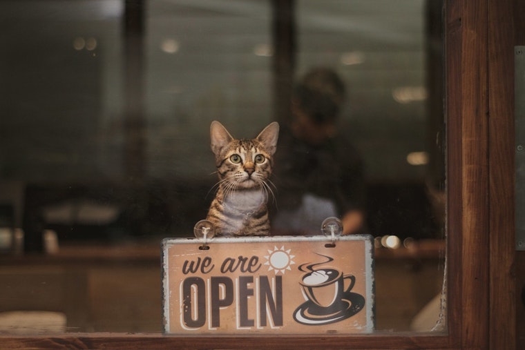 CatCafe Lounge Claws Back In Venice After Rent Hike Ousts Feline Haven